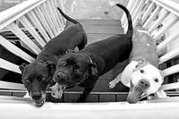Dogs Day